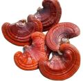 Dry Ganoderma Mushroom
