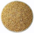 Foxtail Millet Seeds