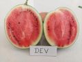 Natural Green dev hybrid watermelon seeds