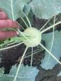 Hybrid Knol Khol Seeds