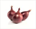 Red red Zenith Natural onion sukhsagar seeds
