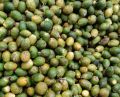 Common Solid green betel nuts
