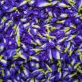 Dried Flowers Natural Blue Pearl dried butterfly pea flower