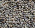 Common Grey Guar Seed