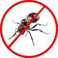 Orderless ant pest control services