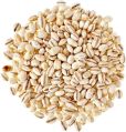 Organic Brown hulled barley seeds