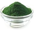 Green dried spirulina powder