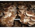 Common brown shiitake mushroom spawn