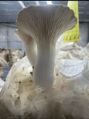 Fresh King Oyster Mushroom