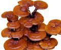 Natural Brown Ganoderma Mushroom Spawn