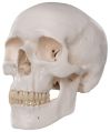 White Human Skull Model