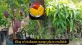 King Of Chakapat Mango Plant