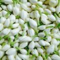 Organic White natural jasmine flower