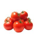 Fresh Red Tomato