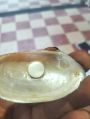 White natural button mother of pearl sea shell