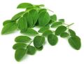 Natural Moringa Leaves