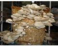 Composed mushroom