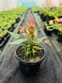 SEEMA BIOTECH 100-500 gm tissue culture anthurium brown plants