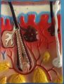 Adarsh Make Plastic Multicolor Human Anatomical Models