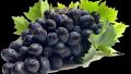 black sharad grapes , seedless