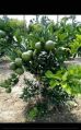 B1 Sweet Malta Lemon Plant