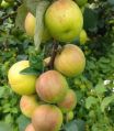 Ball Sundari Apple Ber Plant