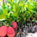 Thai All Time Pink Jackfruit Plant