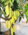 Thai Banana Mango Plant