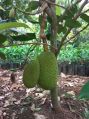 Vietnam Super Early Jackfruit Plant