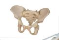 5 Year Old Child Pelvis 3D Anatomical Model