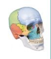 Didactical Painted Skull 3D Anatomical Model