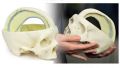 Dural Skull 3D Anatomical Model
