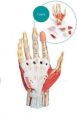Hand Layer 3D Anatomical Model