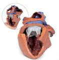 Heart Internal Structure 3D Anatomical Model