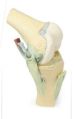 Knee Joint Flexed 3D Anatomical Model