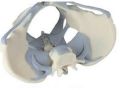 Ligamented Female Pelvis 3D Anatomical Model