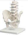 Lumbar with Pelvis 3D Anatomical Model
