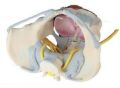 Pelvis with Ligaments,Nerves and Pelvic Floor 3D Anatomical Model