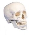 Skull 3D Anatomical Model