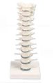 Thoracic Vertebral Column 3D Anatomical Model
