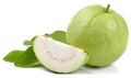 fresh guava