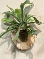 Stag horn Fern Plant