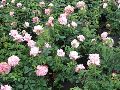 Hybrid Tea Rose Plants