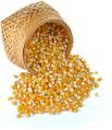 Yellow Yellow maize seeds