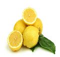 Round Natural Yellow fresh lemon