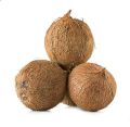 Organic Maa Tara Fruit Company Brown semi husked coconut
