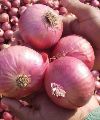 garwa pink onion