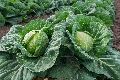 Hybrid Cabbage Seeds