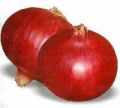 Natural Red hybrid phule samarth onion seeds