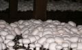 Verdant Natural White mushroom spawn